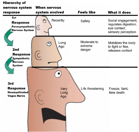 The Vagus Nerve - Core Piece of the Autism Puzzle - Part 1 - What is